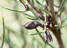 Image of Hakea microcarpa R. Br.