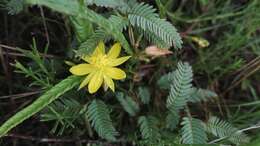 Imagem de <i>Chamaecrista comosa</i> var. <i>capricornia</i> (Stey.) Lock