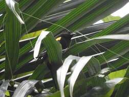 Image of Puerto Rican Oriole