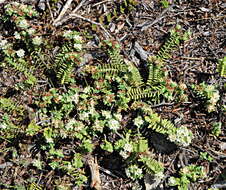 Image of Pimelea urvilleana A. Rich.