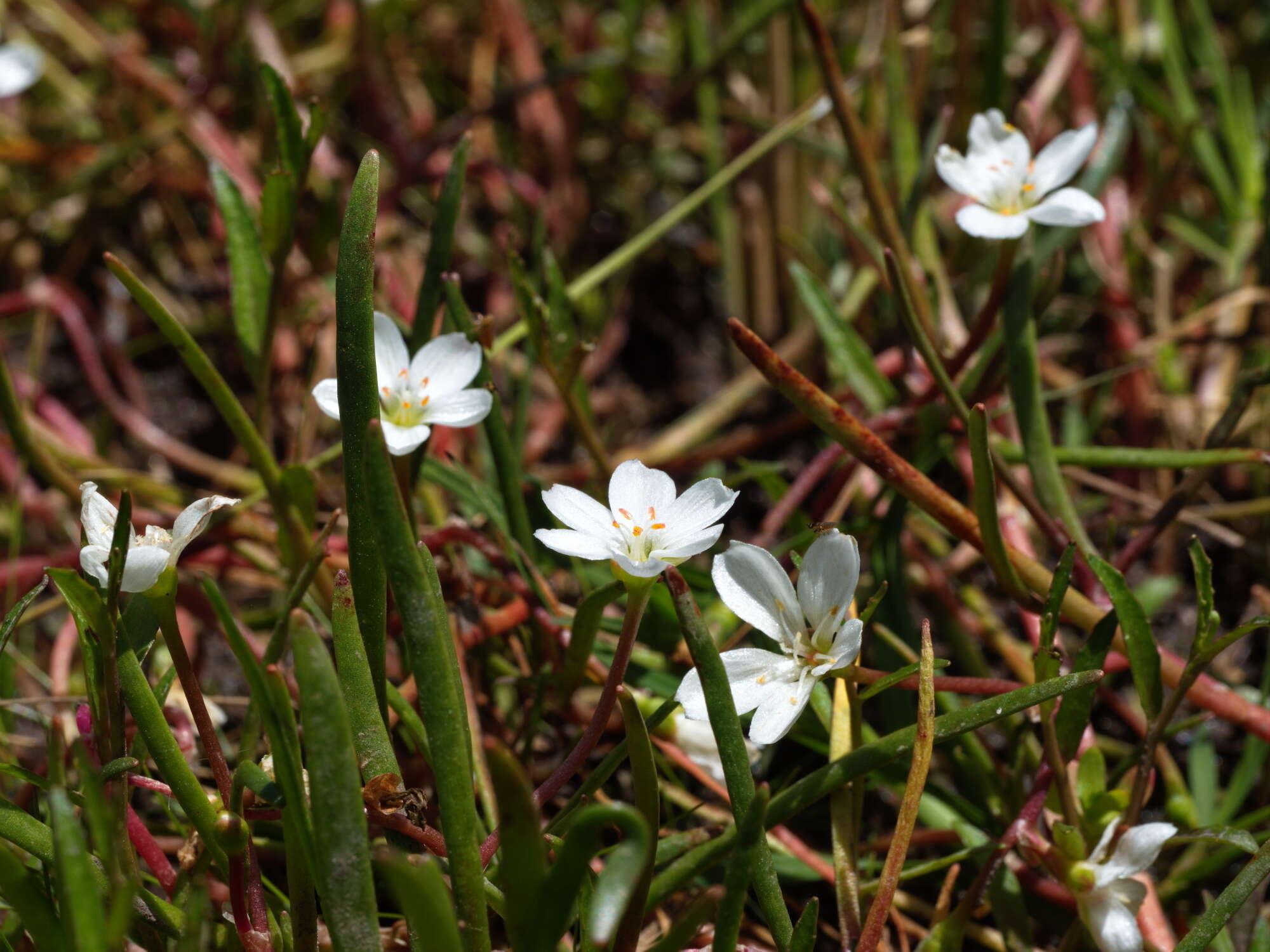 Montia australasica (Hook. fil.) Pax & K. Hoffm. resmi