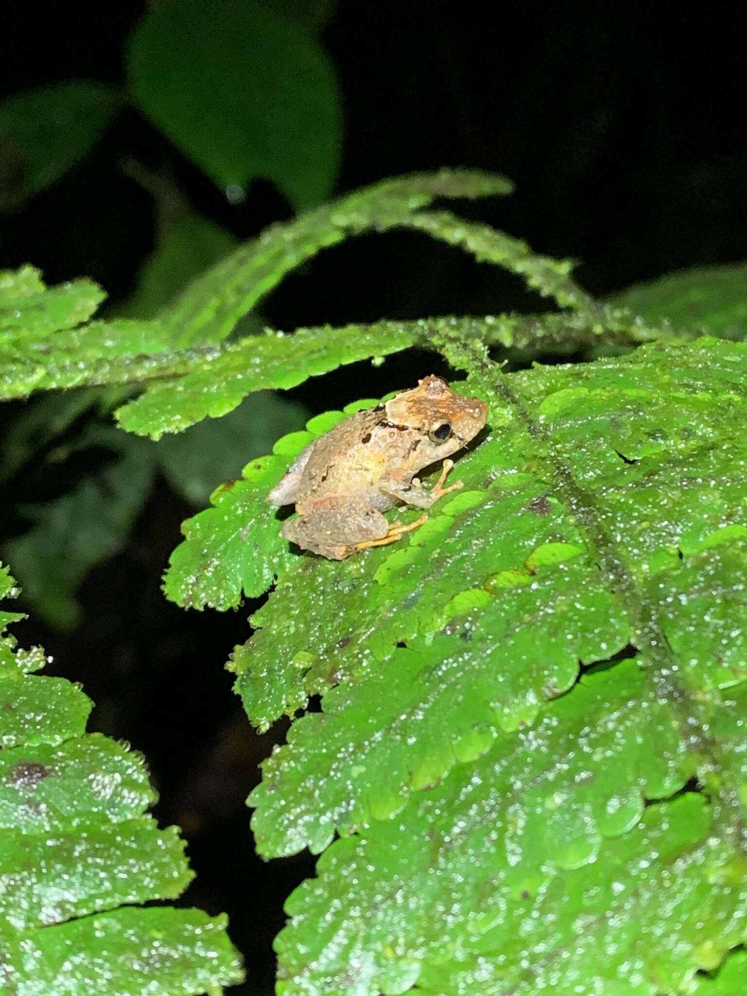 Image of Pristimantis trachyblepharis (Boulenger 1918)