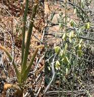 Imagem de Albuca namaquensis Baker