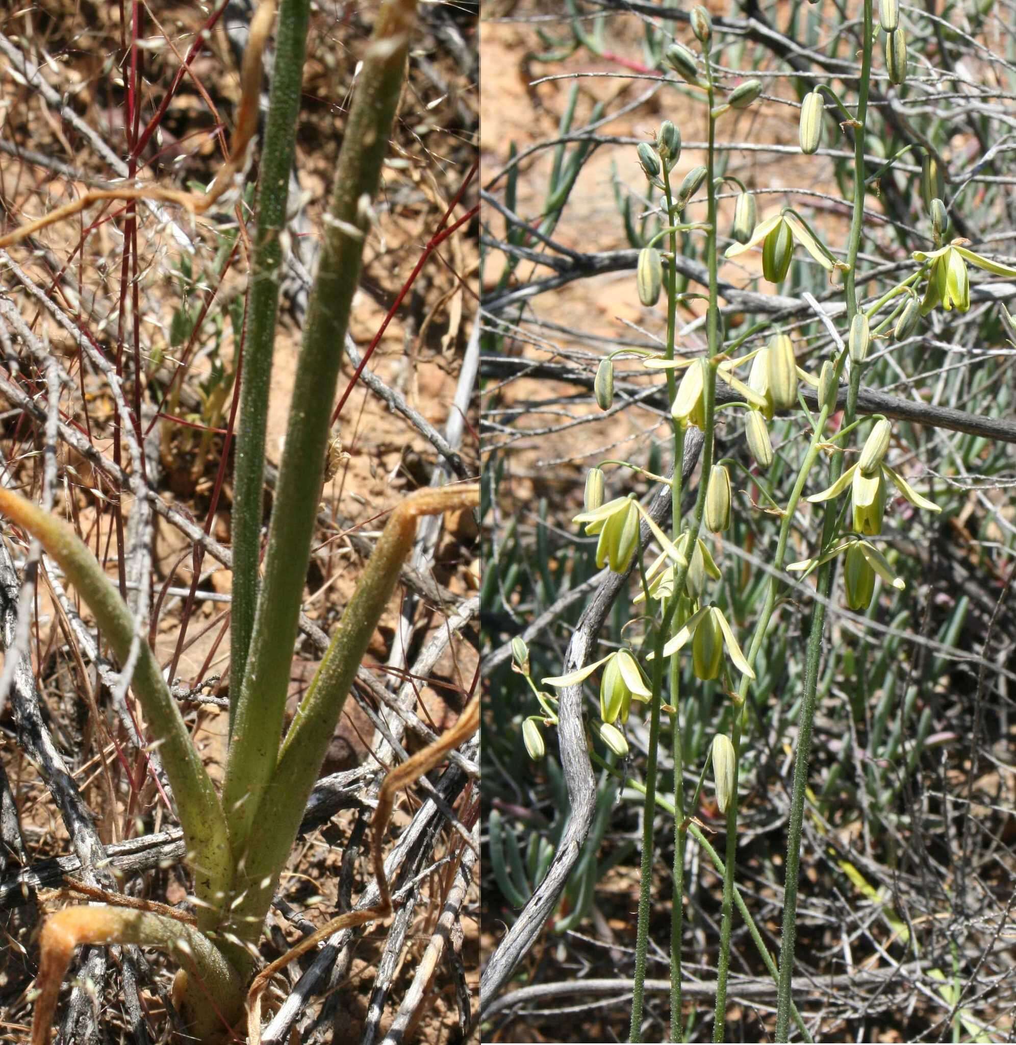 Imagem de Albuca namaquensis Baker