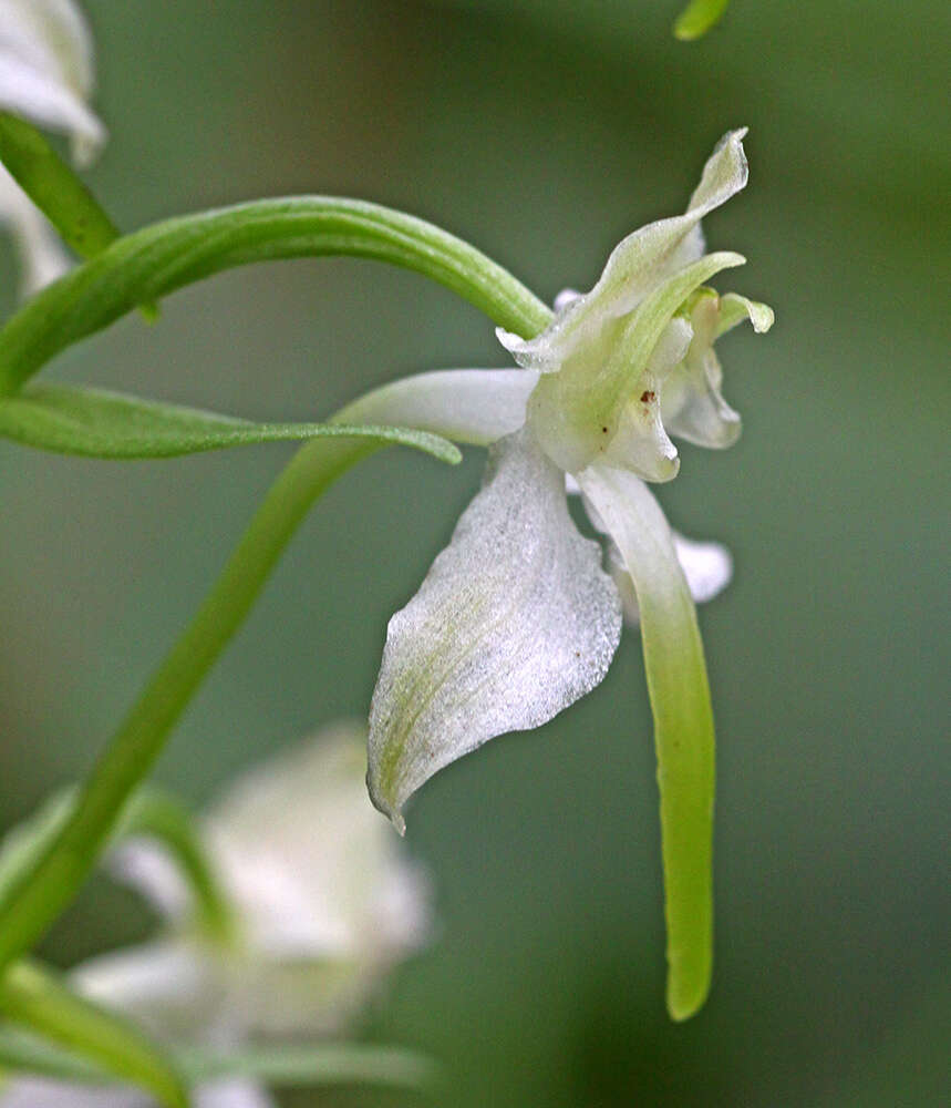 Image of Platanthera densa Freyn