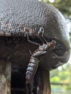 Image of Tropical Cascade Darner