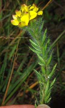 صورة <i>Leobordea foliosa</i>