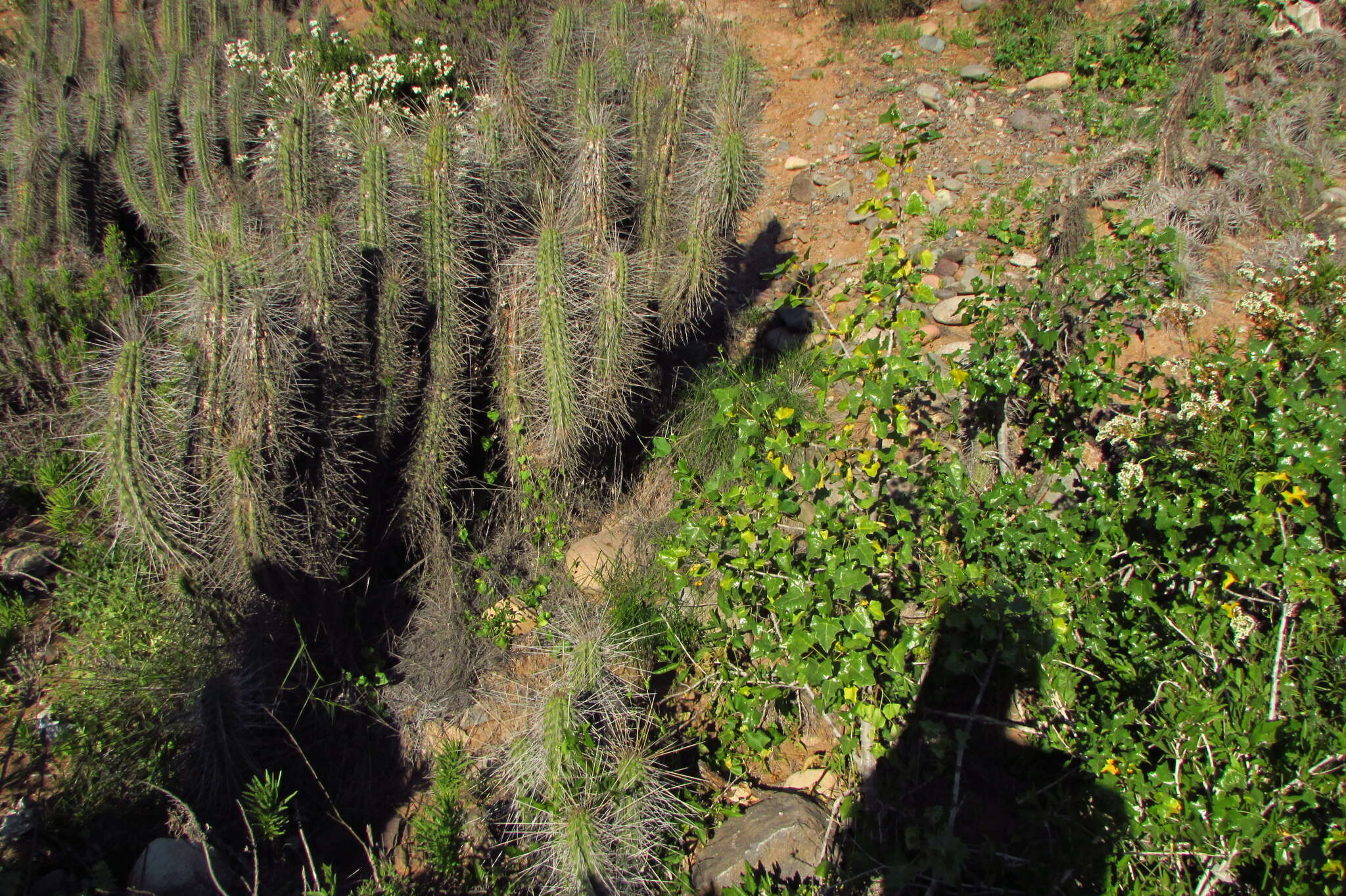 Image of Vasconcellea chilensis Planch.