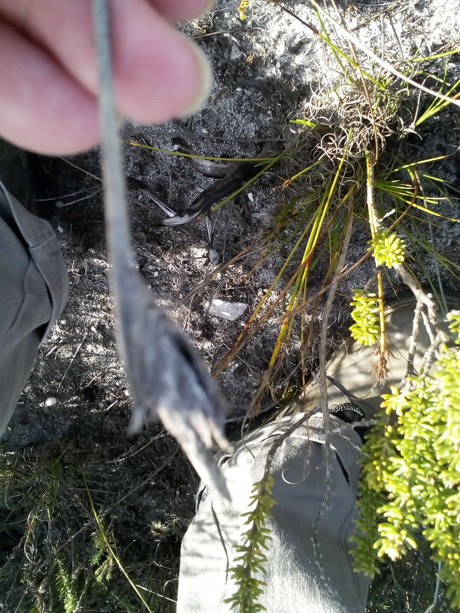 Image of Bobartia indica L.