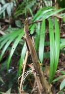 Image of Heteragrion tiradentense Machado & Bedé 2006