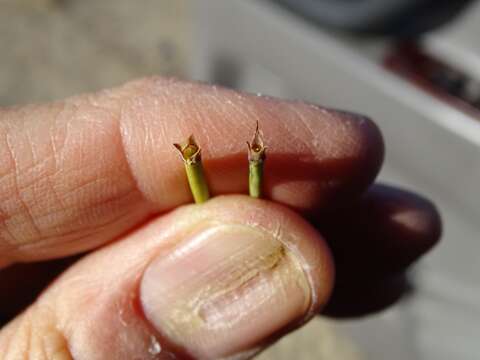 Image of California Ephedra