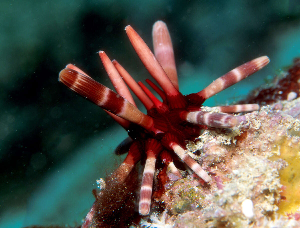 Image of Imperial urchin