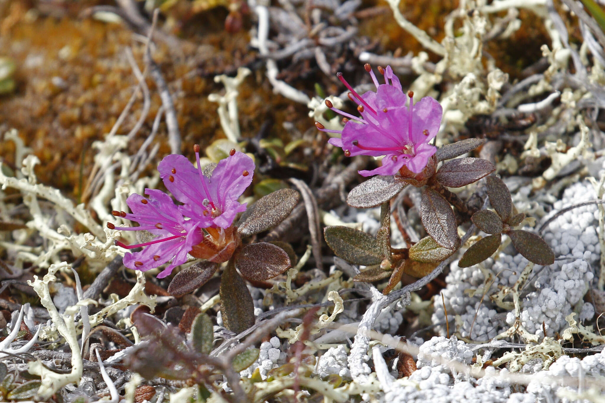 صورة Rhododendron lapponicum (L.) Wahlenb.