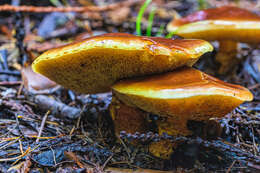 Image of Suillus clintonianus (Peck) Kuntze