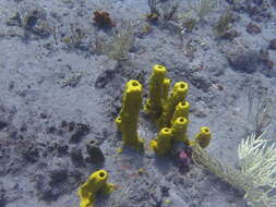 Image of Yellow tube sponge