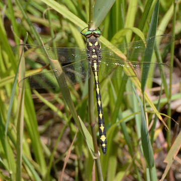 Image of Arrowhead Spiketail