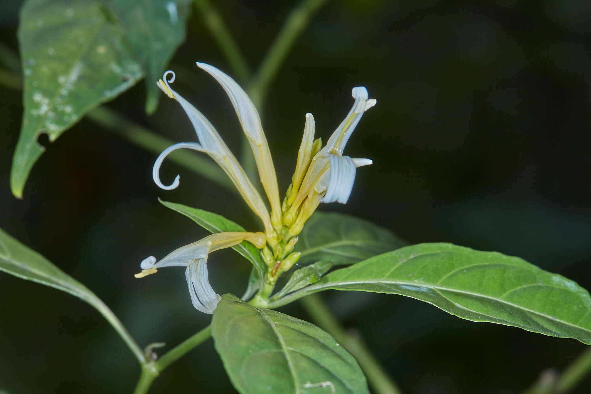 Image of Pachystachys azaleiflora (Rusby) A. L. A. Côrtes