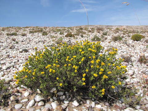 Image de Oedera silicicola (Bremer) A. A. Anderberg & K. Bremer