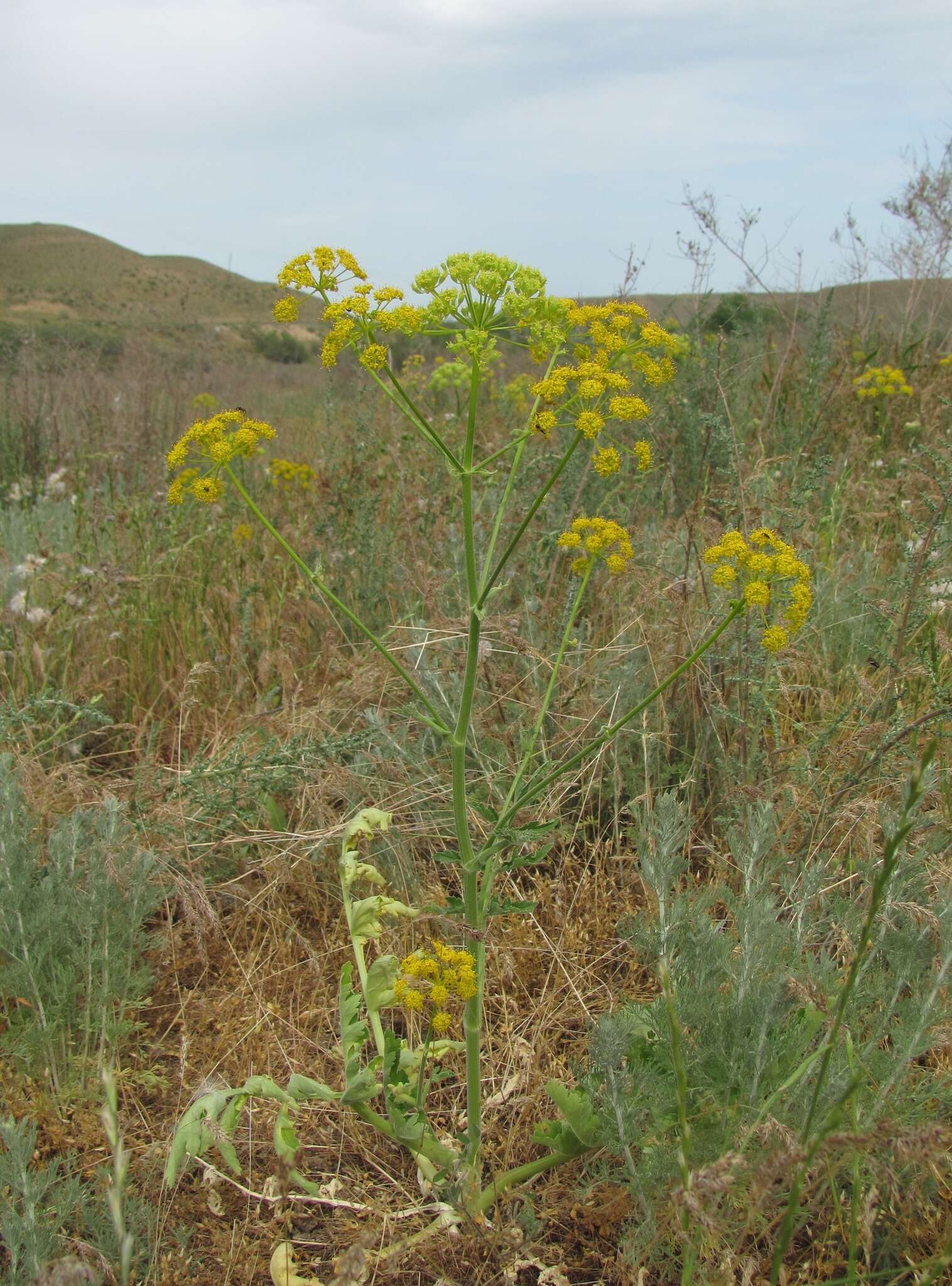 Imagem de Pastinaca clausii (Ledeb.) Calest.