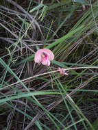 Image of pink fuzzybean