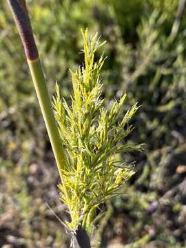 Image of Thamnochortus cinereus H. P. Linder