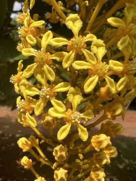 Image of Lophanthera lactescens Ducke