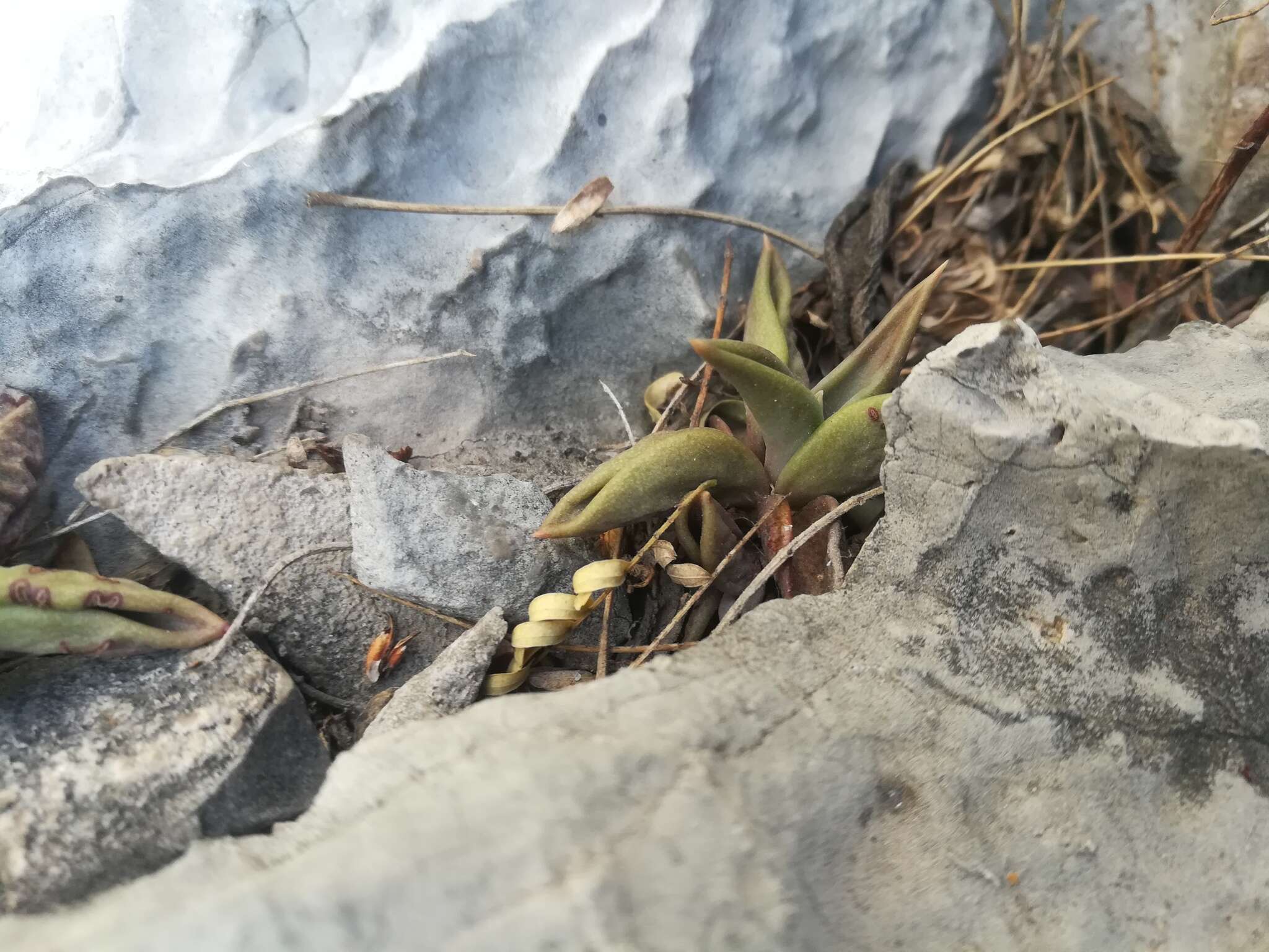 Image of Lenophyllum acutifolium Rose