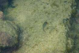 Image of Blue Banded Surgeonfish