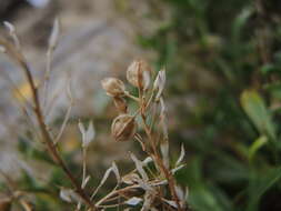 Sivun Lepidium banksii Kirk kuva