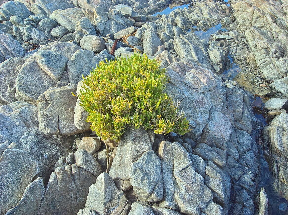 Image of Salicornia littorea (Moss) Piirainen & G. Kadereit