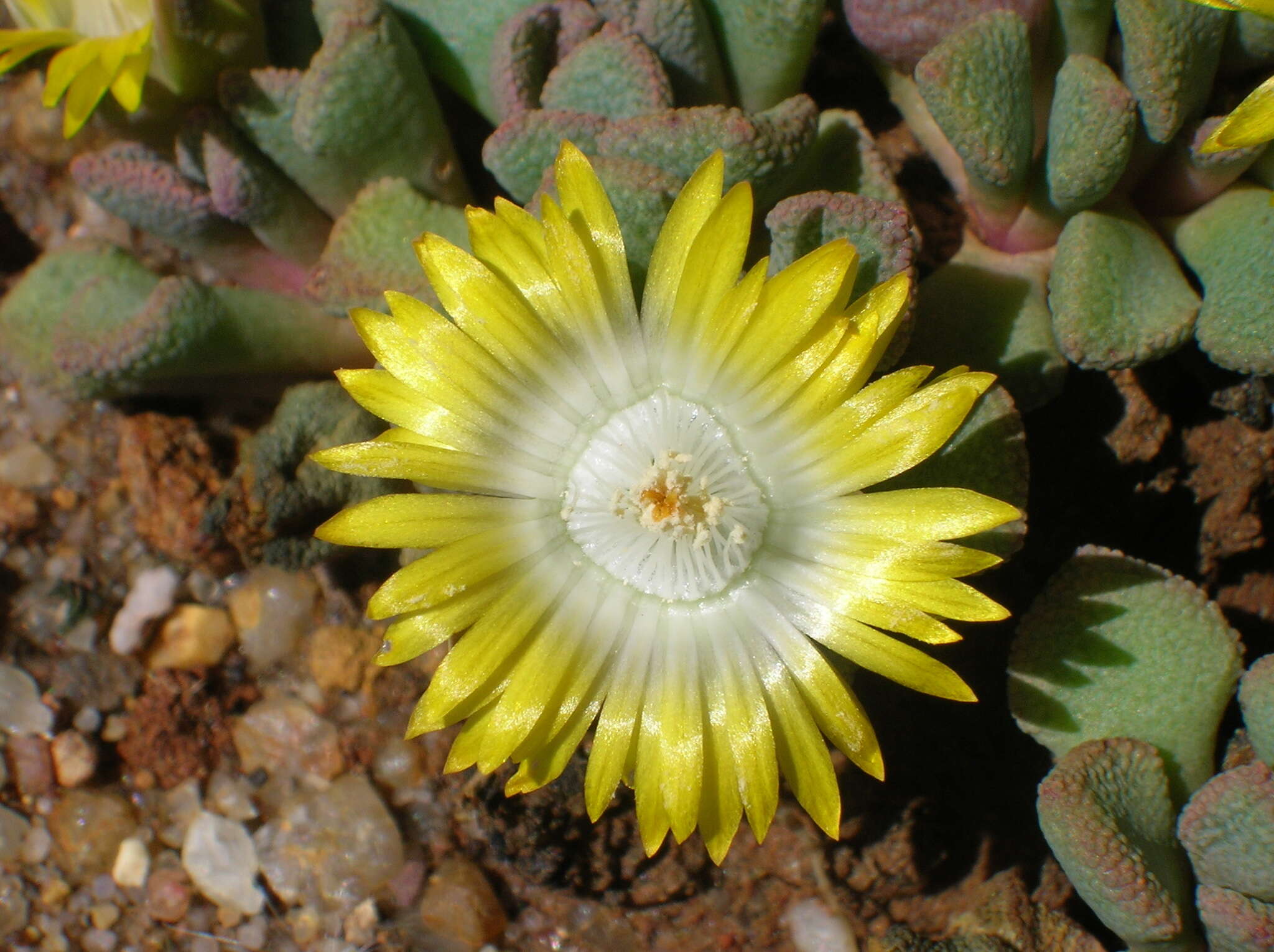 Image of Aloinopsis loganii (L. Bol.) L. Bol.