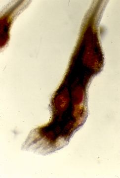 Image of <i>Meloidogyne arenaria</i> (Neal 1889) Neal 1889