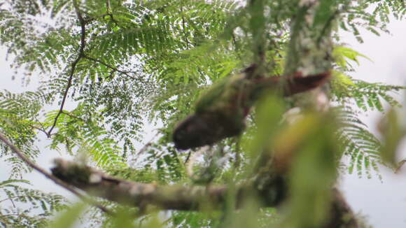 Image of Green-cheeked Conure