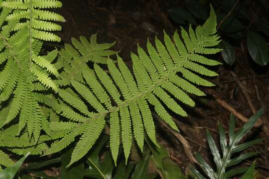 Image of Parasitic Waterfall Fern