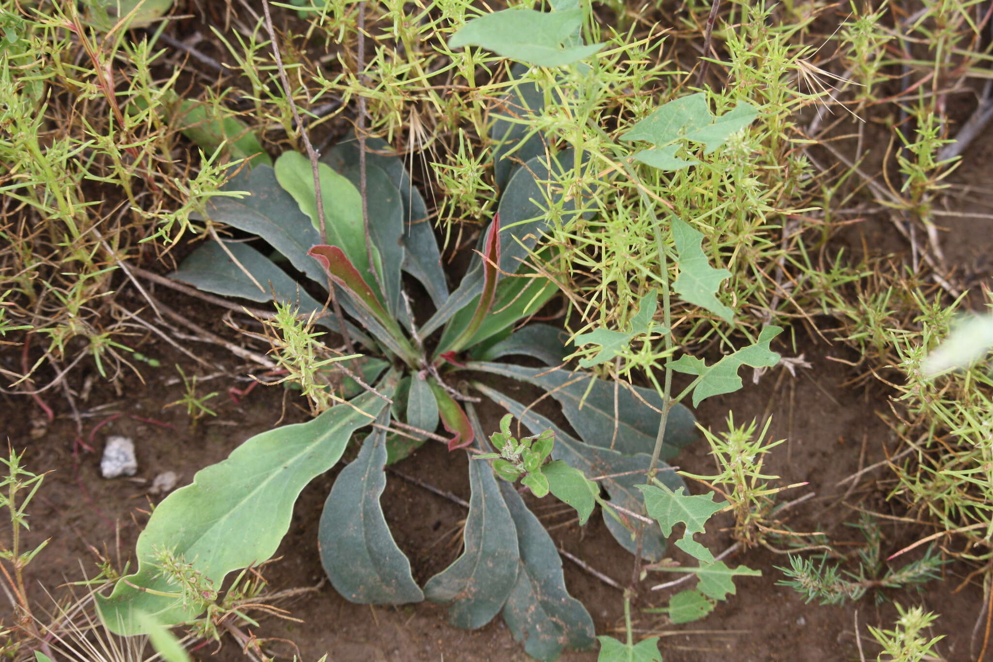 Image de Limonium sareptanum (A. Becker) Gams