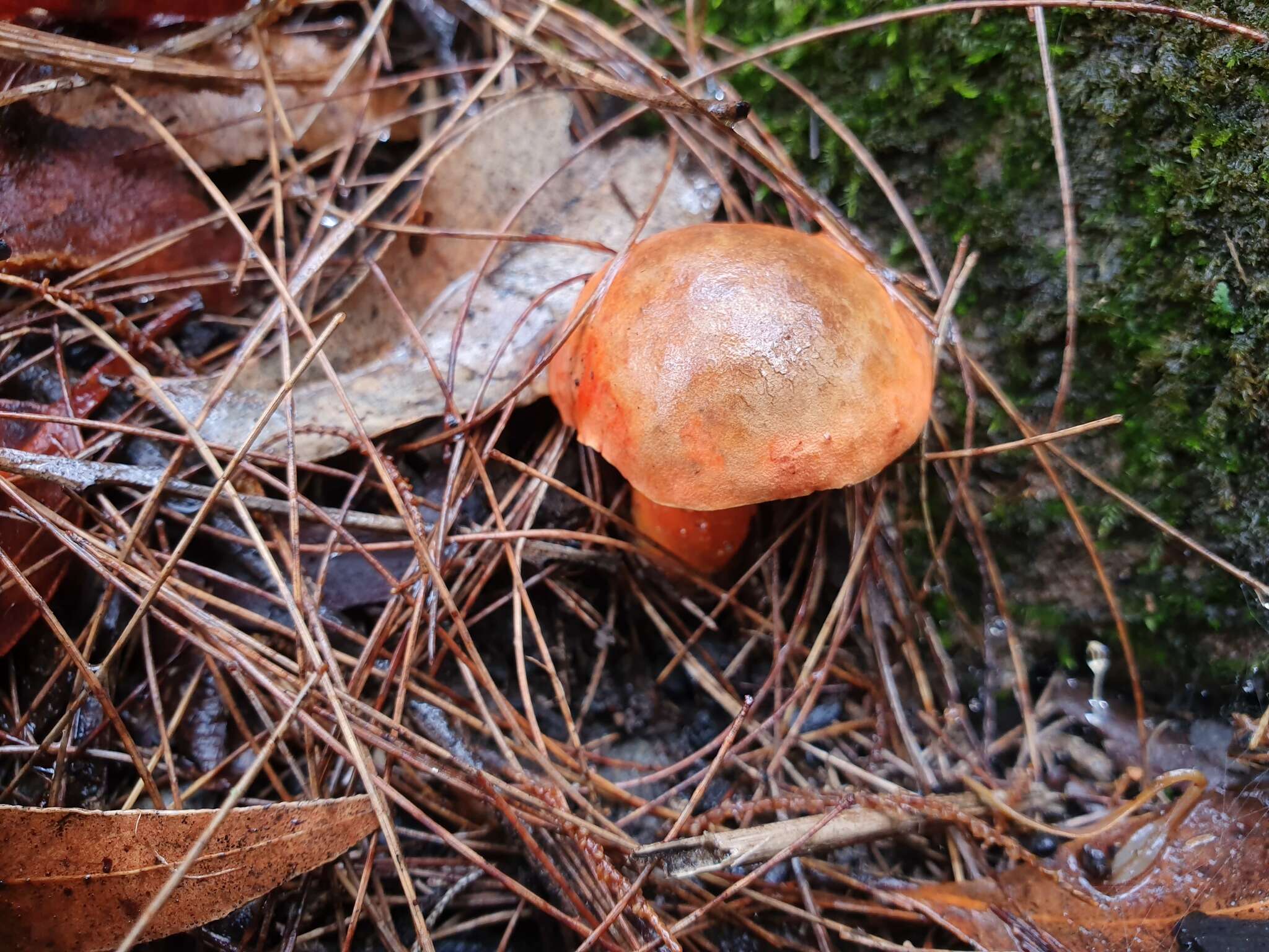 Imagem de Gyroporus ballouii (Peck) E. Horak 2011