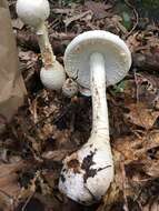 Image of Coker's amanita