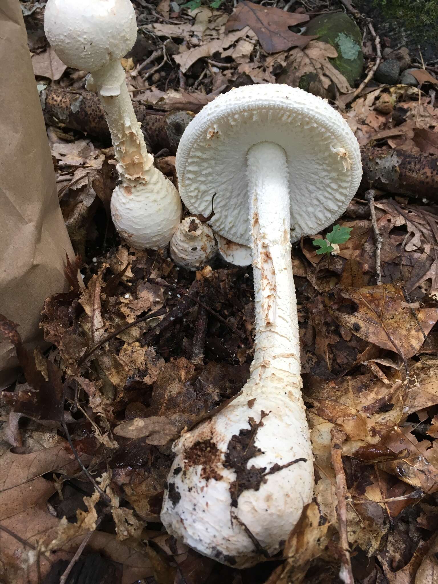 Image of Coker's amanita