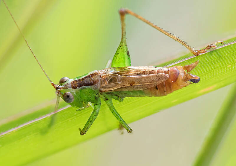 Слика од Conocephalus (Anisoptera) saltator (Saussure 1859)