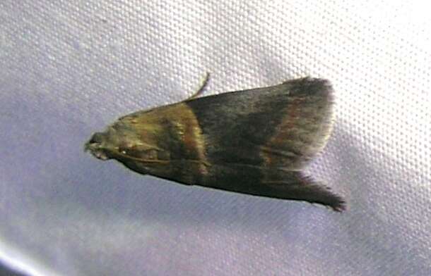 Image of Walnut Shoot Moth