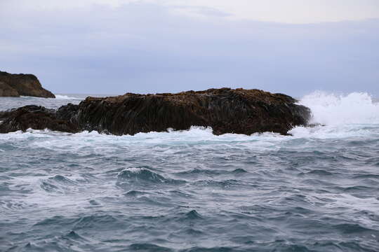 Imagem de Durvillaea antarctica