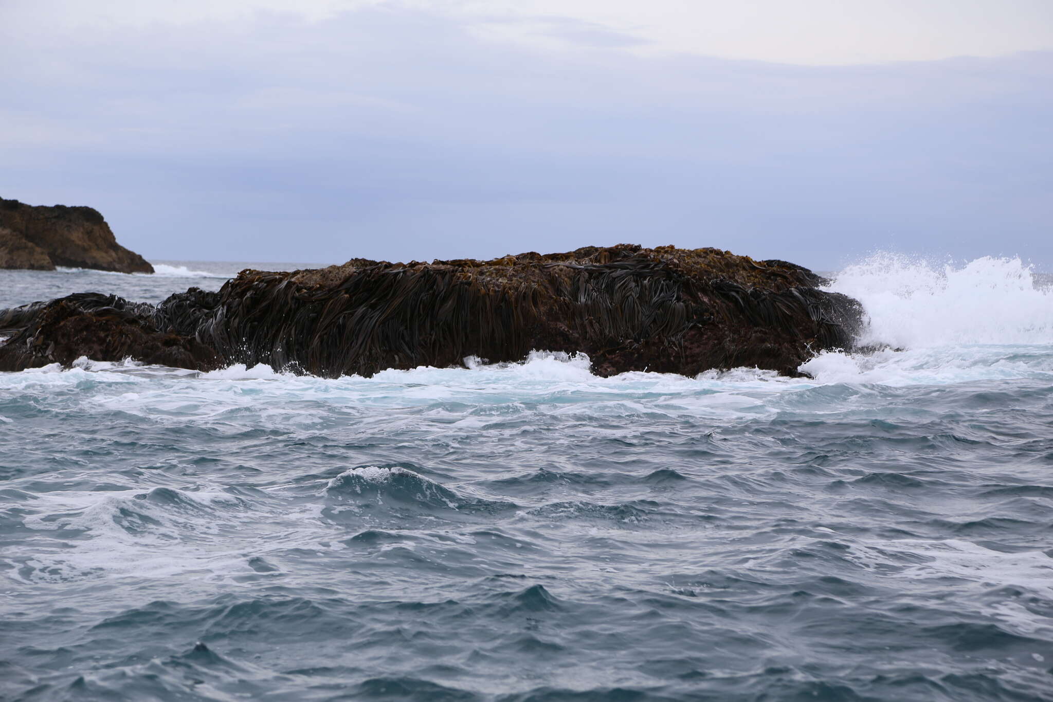 Image of New Zealand bull kelp