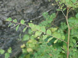 Image de Phyllanthus tenellus Roxb.