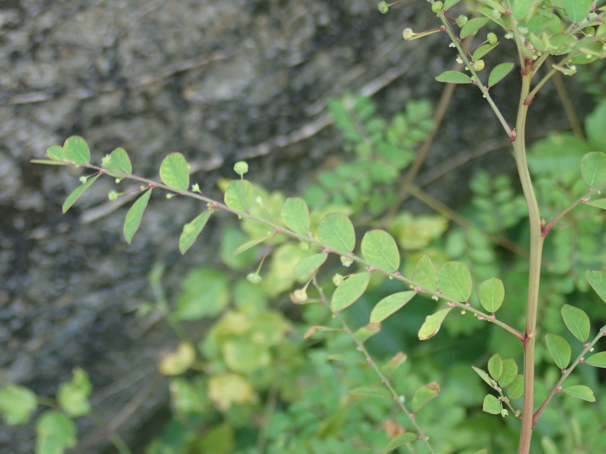 Image de Phyllanthus tenellus Roxb.