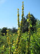 Verbascum nigrum L. resmi