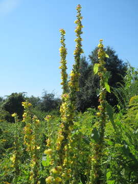 Verbascum nigrum L. resmi