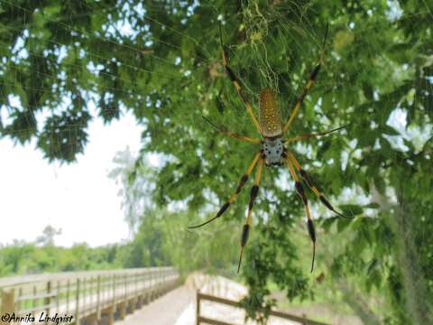 صورة Trichonephila clavipes (Linnaeus 1767)