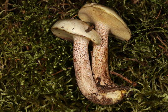 Image of Slippery white bolete