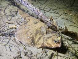 Image of Hornyhead turbot