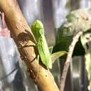 Sphodromantis lineola Burmeister 1838 resmi